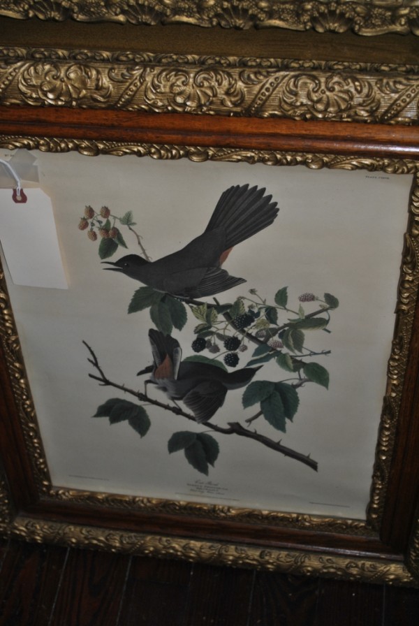 aucbird