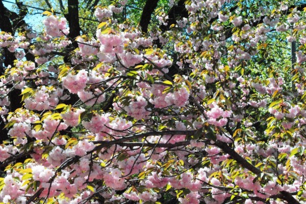 DCcherries