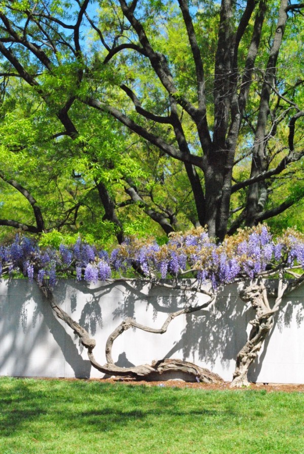 DCwisteria